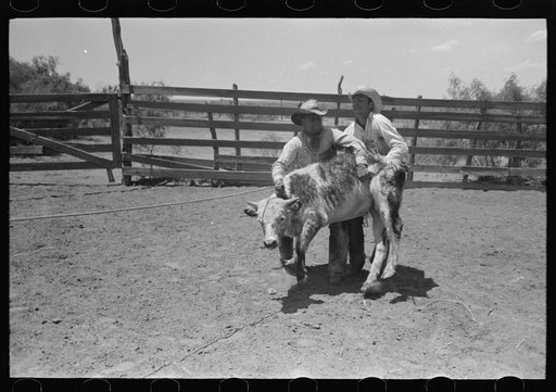 Cowboys trying to throw a stubborn calf. Cattle ranch near Spur, Texas