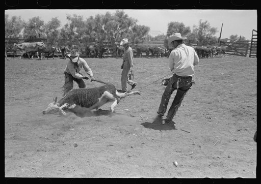 Cowboys throwing a stubborn calf. Cattle ranch near Spur, Texas