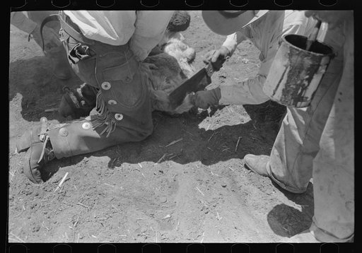 Sawing off horns of calf. Cattle ranch near Spur, Texas. Fly repellent will be applied immediately