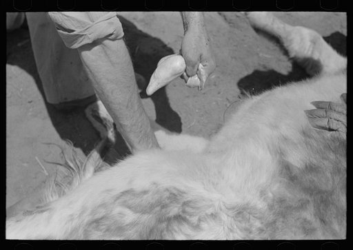 Untitled photo, possibly related to: Castrating a calf on cattle ranch near Spur, Texas