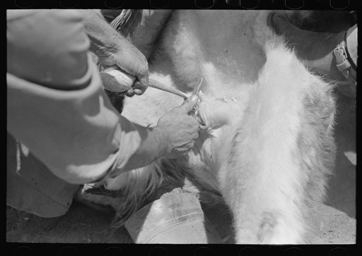 Castrating a calf on cattle ranch near Spur, Texas