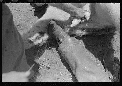 Pulling out calves' testicles before cutting. Cattle ranch near Spur, Texas