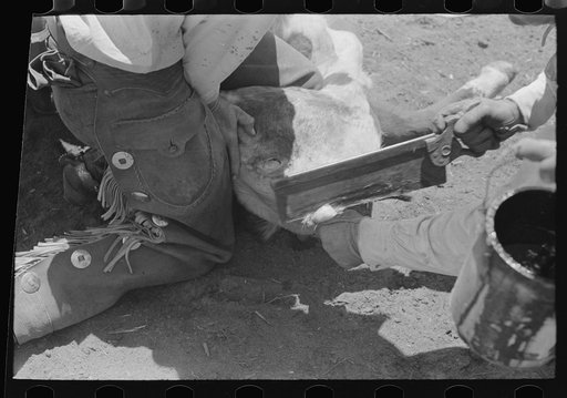 Sawing off horns of calf. Ranch near Spur, Texas