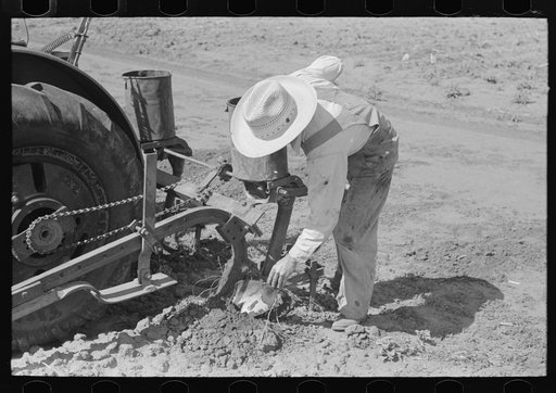 Day laborer removing clod of dirt from plow points on tractor on large farm near Ralls, Texas