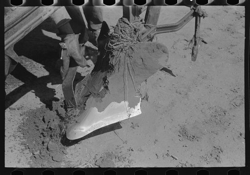 Day laborer removing clod of dirt from plow points on tractor on large farm near Ralls, Texas
