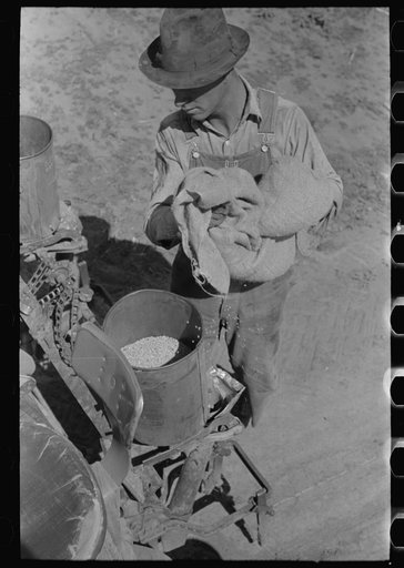 Day laborer filling planter hopper with kaffir corn seed, large farm near Ralls, Texas