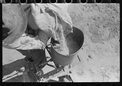 Day laborer filling planter hopper with kaffir corn seed, large farm near Ralls, Texas