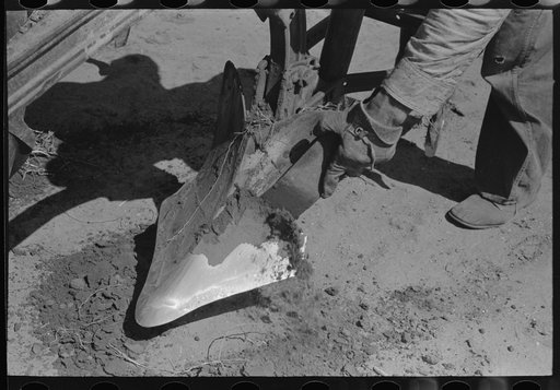 Removing clod of dirt from plow point on farm near Ralls, Texas