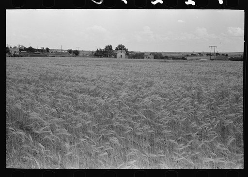 Field of wheat near Hydro, Oklahoma