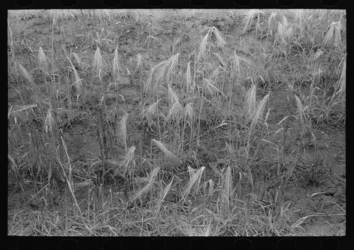 Detail of burned out wheat near Hydro, Oklahoma. The extensive rains came too late to save some of the wheat in this section