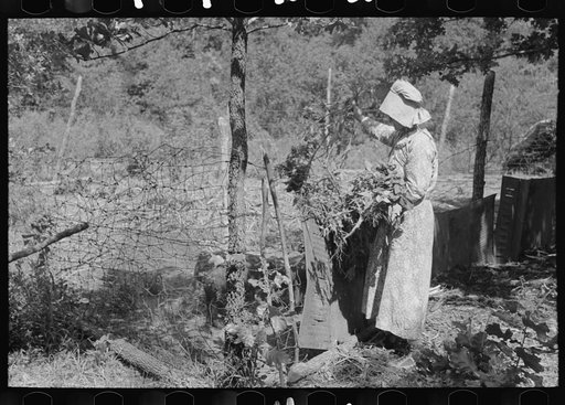 White woman, tenant farmer, feeding weeds to her hogs, McIntosh County, Oklahoma