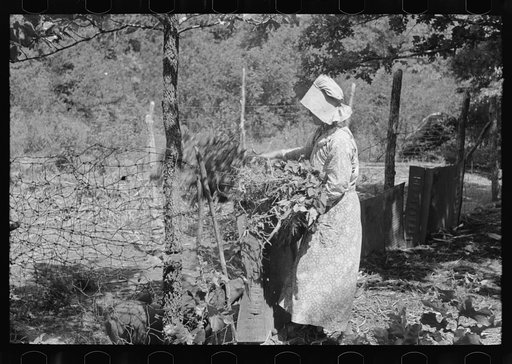 Untitled photo, possibly related to: White woman, tenant farmer, feeding weeds to her hogs, McIntosh County, Oklahoma