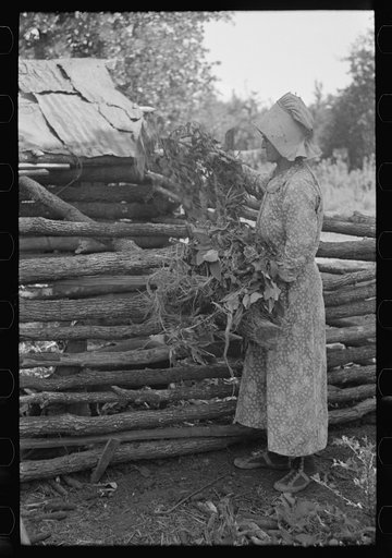 White woman, tenant farmer, feeding weeds to her hogs, McIntosh County, Oklahoma