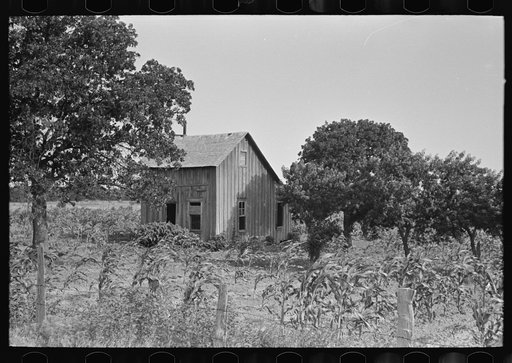 Abandoned house, surrounded by growing corn, McIntosh Co., Oklahoma