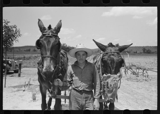 Mules with guards around their muzzles to keep them from eating while working, near Vian, Oklahoma