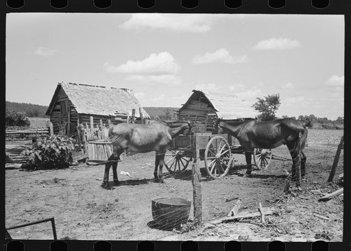 Mules in barnyard of Negro farm owner near Vian, Oklahoma