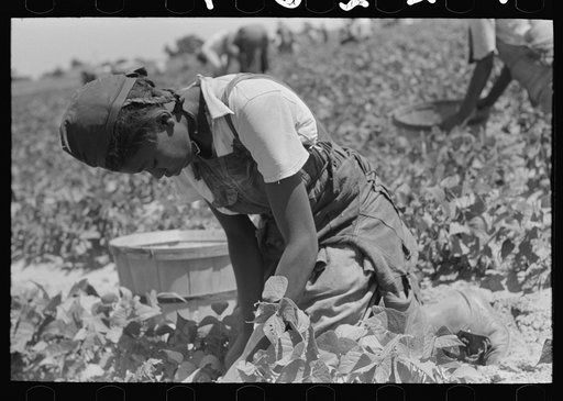 Negro agricultural day laborer picking beans in field near Muskogee, Oklahoma