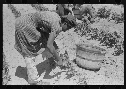Negro agricultural day laborer picking beans in field near Muskogee, Oklahoma