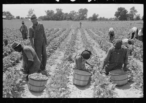 Picking string beans in field near Muskogee, Oklahoma