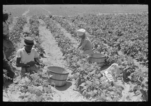Negro and white agricultural day laborers picking string beans in field near Muskogee, Oklahoma