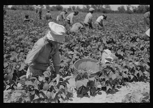 White agricultural day laborer picking string beans in field near Muskogee, Oklahoma