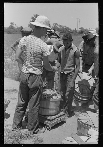 Receiving check for string beans picked at scales in field near Muskogee, Oklahoma