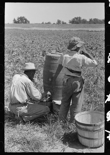 Negro agricultural day laborer getting a drink of water in string bean field near Muskogee, Oklahoma
