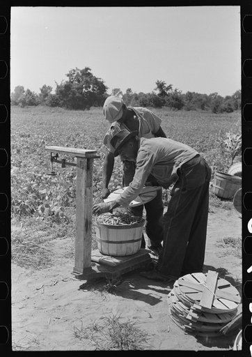 Weighing string beans, Muskogee County, Oklahoma
