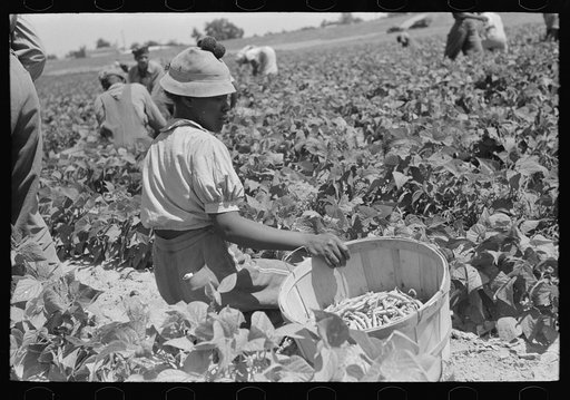 Negro agricultural day laborer picking string beans in field near Muskogee, Oklahoma