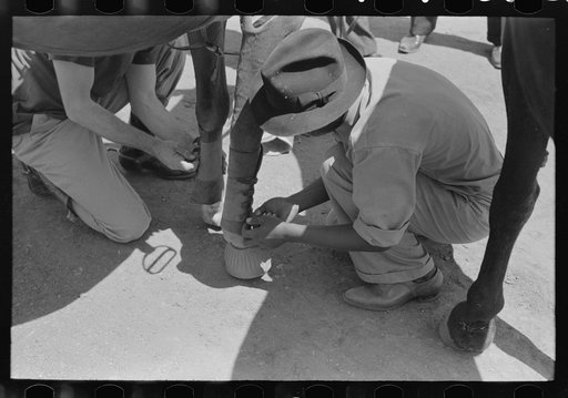 Strapping horse's ankles before polo match, Abilene, Texas