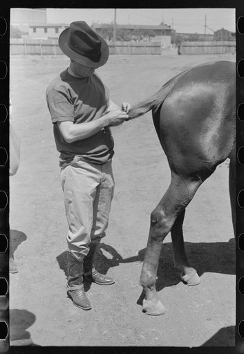 Braiding horse's tail before polo match, Abilene, Texas
