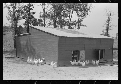 Chicken coop, Sabine Farms, Marshall, Texas