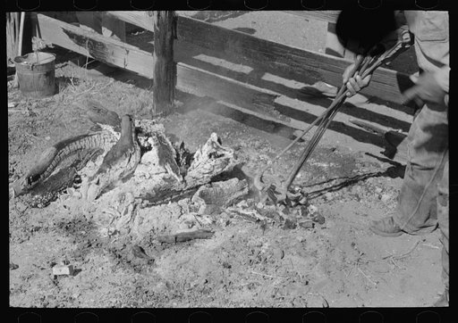 Taking branding irons from the fire. Roundup near Marfa, Texas