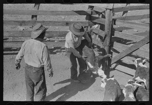 Throwing a calf for branding. Roundup near Marfa, Texas