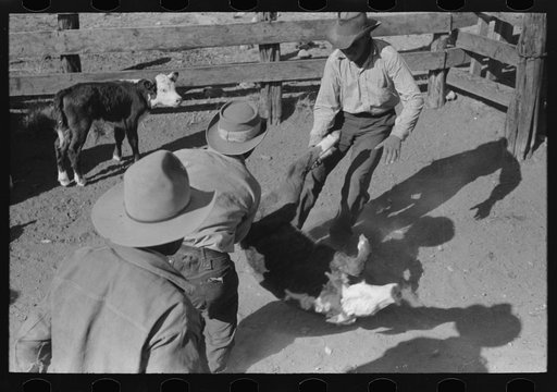 Untitled photo, possibly related to: Throwing a calf for branding. Roundup near Marfa, Texas
