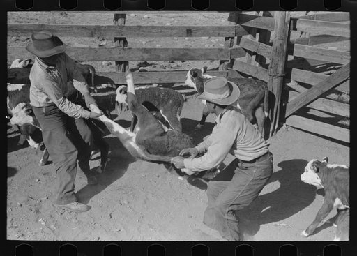 Throwing a calf for branding. Roundup near Marfa, Texas
