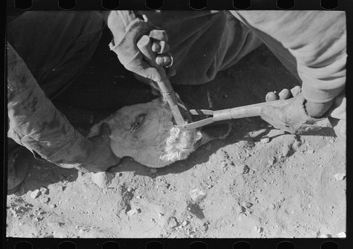 Dehorning calf. Roundup near Marfa, Texas