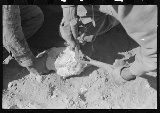 Untitled photo, possibly related to: Burning out horns of calf. Roundup near Marfa, Texas