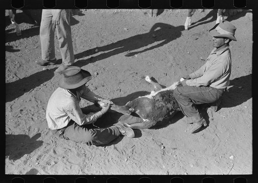 Method of holding calf before branding, vaccinating, castrating, dehorning, etc. Roundup near Marfa, Texas