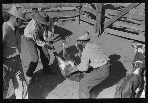Throwing a calf. Roundup near Marfa, Texas