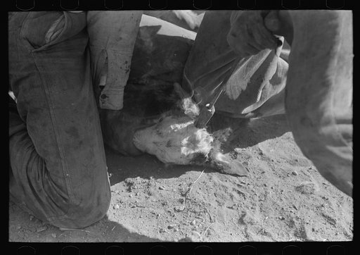 Burning out horns of calf. Roundup near Marfa, Texas