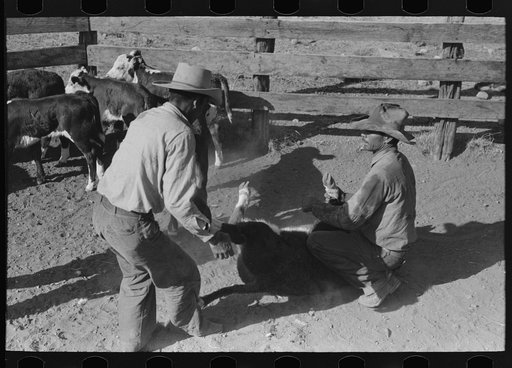 Untitled photo, possibly related to: Throwing a calf. Roundup near Marfa, Texas