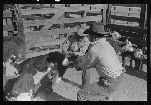 Untitled photo, possibly related to: Throwing a calf before branding. Roundup near Marfa, Texas