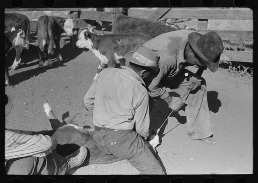 Burning out the horns of a calf. Roundup near Marfa, Texas
