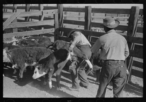 Throwing a calf before branding. Roundup near Marfa, Texas