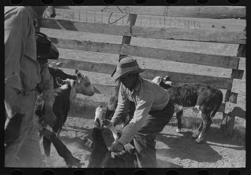 Untitled photo, possibly related to: Throwing a calf before branding. Roundup near Marfa, Texas