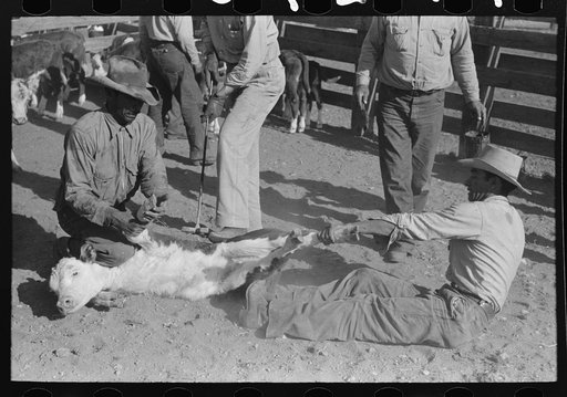 Holding a calf before branding. Roundup, Marfa, Texas. Walking X ranch