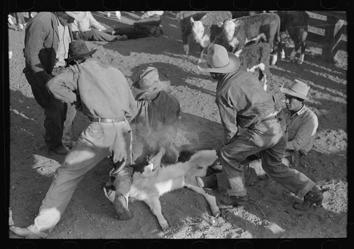 Working on a calf during branding operations at roundup near Marfa, Texas