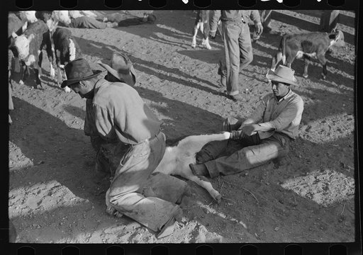 Untitled photo, possibly related to: Working on a calf during branding operations at roundup near Marfa, Texas