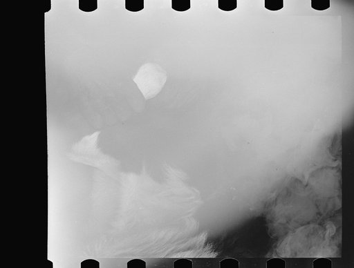 Untitled photo, possibly related to: Burning out calf horns. Roundup near Marfa, Texas